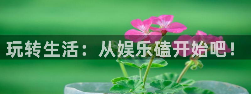 成都新城平台电子有限公司：玩转生活：从娱乐磕开始吧！