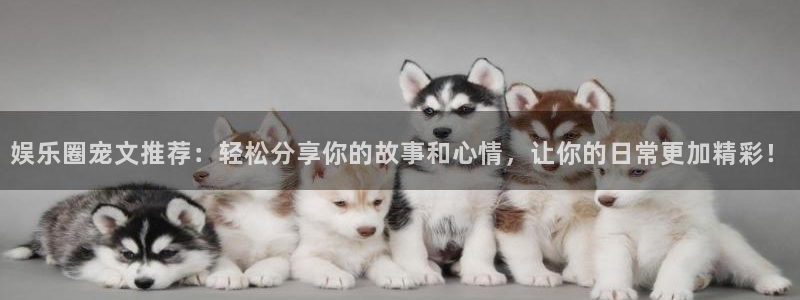 新城平台2平台：娱乐圈宠文推荐：轻松分享你的故事和心情，让你的日常更加精彩！